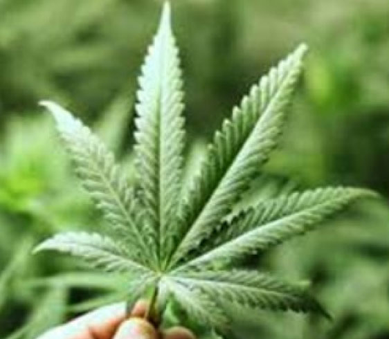 Cannabis seeds Cannabis seeds