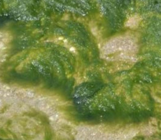 Doninella Seaweed Doninella Seaweed